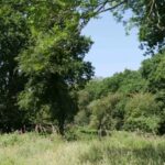 Selborne Common and The Lythe butterfly walk